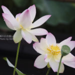 ［6］蕾から花が咲き、美しき時代を生き抜く