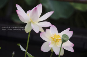 ［6］蕾から花が咲き、美しき時代を生き抜く