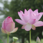 ［6］世界の蓮の花の共演。透きとおるような花は格別です！