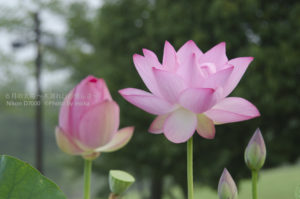 ［6］世界の蓮の花の共演。透きとおるような花は格別です！