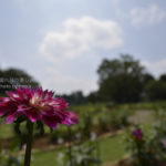 ［6］真夏に咲き誇る大輪の花、ダリア！