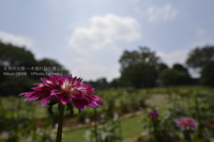 ［6］真夏に咲き誇る大輪の花、ダリア！