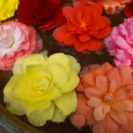 ［6］暑中見舞い申し上げます