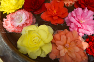 ［6］暑中見舞い申し上げます