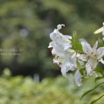 ［6］日差しと緑が眩しい神代植物公園