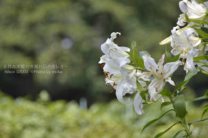 ［6］日差しと緑が眩しい神代植物公園