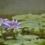 ［6］水辺で美しさを魅せつけるように咲くスイレンの花