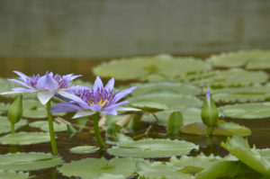 ［6］水辺で美しさを魅せつけるように咲くスイレンの花