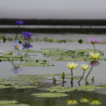 ［6］美しき睡蓮の花を写す水面・・もう一つの世界がそこに広がる。