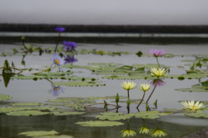 ［6］美しき睡蓮の花を写す水面・・もう一つの世界がそこに広がる。