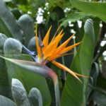 ［6］彩り鮮やかな熱帯の花。日本の夏はあついですか？