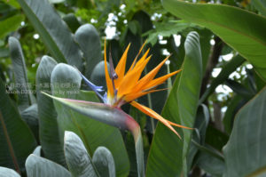 ［6］彩り鮮やかな熱帯の花。日本の夏はあついですか？