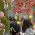 ［6］ベゴニアの花に負けない輝きを放つ、カメラ女子！！