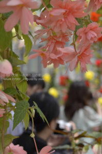 ［6］ベゴニアの花に負けない輝きを放つ、カメラ女子！！