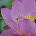 ［6］夏に働くのは蟻だけじゃないぞ！ミツバチも懸命に働いています！！