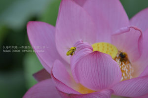 ［6］夏に働くのは蟻だけじゃないぞ！ミツバチも懸命に働いています！！
