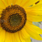 ［6］暑い暑い８月も折り返し地点。そろそろ宿題を始めないとね！