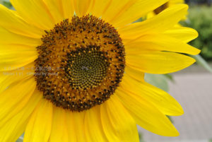 ［6］暑い暑い８月も折り返し地点。そろそろ宿題を始めないとね！