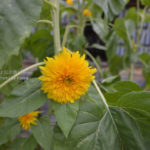 ［6］この花はヒマワリでしょうか！？