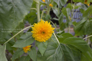 ［6］この花はヒマワリでしょうか！？