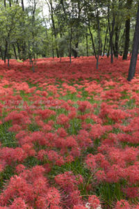 ［6］秋の楽しみ方！