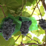 ［6］この時期、フルーツ狩りといえば葡萄でしょ！？