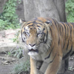 ［6］動物園に行ったら、やっぱり猛獣をみないとね！