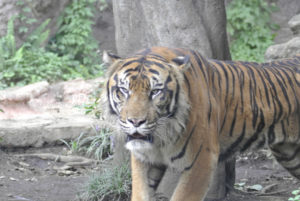 ［6］動物園に行ったら、やっぱり猛獣をみないとね！