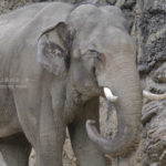 ［６］動物園の像の笑顔に癒やされて