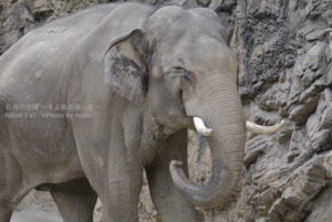 ［６］動物園の像の笑顔に癒やされて