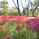 ［6］秋になったら行くしかない！　巾着田の曼珠沙華まつり