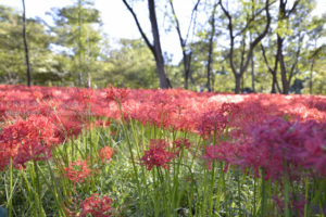 ［6］秋になったら行くしかない！　巾着田の曼珠沙華まつり