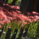 ［6］巾着田の曼珠沙華がピークを迎えています！！