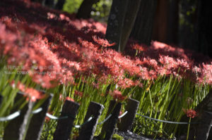 ［6］巾着田の曼珠沙華がピークを迎えています！！