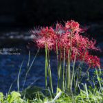 ［6］秋に咲く、紅く妖艶な曼珠沙華