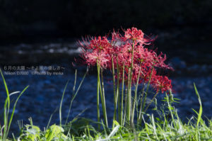 ［6］秋に咲く、紅く妖艶な曼珠沙華
