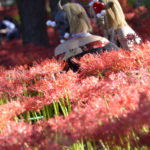 ［6］500万本の曼珠沙華に囲まれて撮影会！