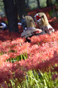 ［6］500万本の曼珠沙華に囲まれて撮影会！