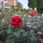 ［6］秋の彩りに華を添える、秋の薔薇