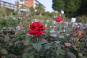 ［6］秋の彩りに華を添える、秋の薔薇