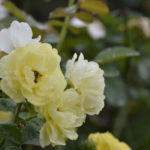 ［6］水も滴る美しい薔薇の花