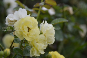 ［6］水も滴る美しい薔薇の花