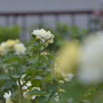 ［6］コスモスの花でも紅葉でもない。。秋バラを楽しむ ♫