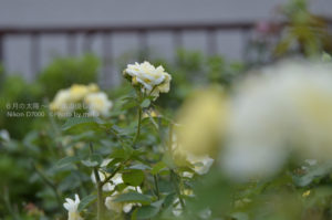 ［6］コスモスの花でも紅葉でもない。。秋バラを楽しむ ♫