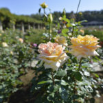 ［6］秋のヒンヤリした空気にバラの香りが心地いい