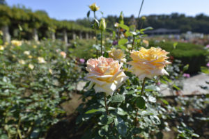 ［6］秋のヒンヤリした空気にバラの香りが心地いい