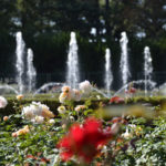 ［6］台風に負けず、気高く咲き誇れ、秋の薔薇！！