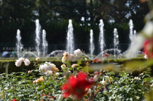 ［6］台風に負けず、気高く咲き誇れ、秋の薔薇！！