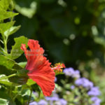 ［6］空に向かって咲くハイビスカスは、まるで赤いパラボラアンテナのよう