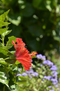 ［6］空に向かって咲くハイビスカスは、まるで赤いパラボラアンテナのよう